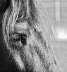 Jacky Auge grau