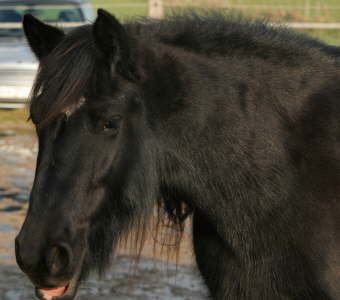 Jacky hngende Lippe