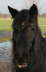 Jacky halb dsend