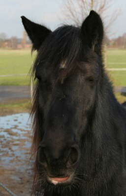 Jacky halb dsend