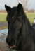Jacky halb dsend 2
