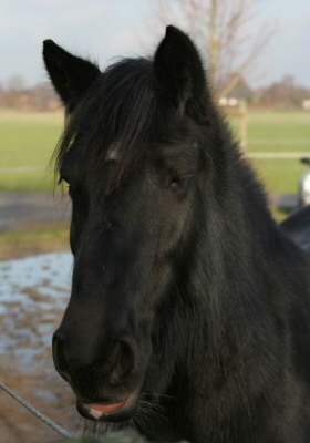 Jacky halb dsend 2