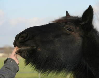 Jacky und der Finger